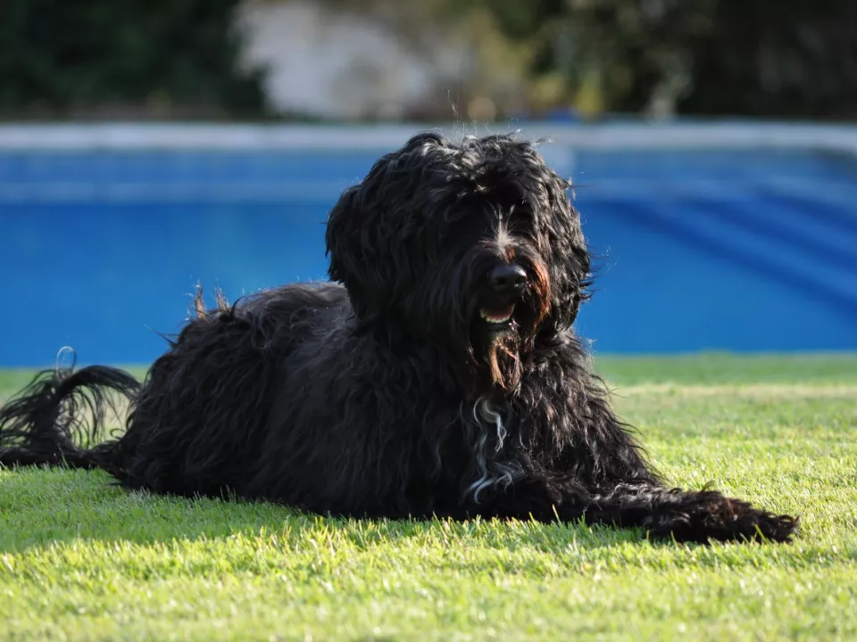 Cão de água português – Wikipédia, a enciclopédia livre